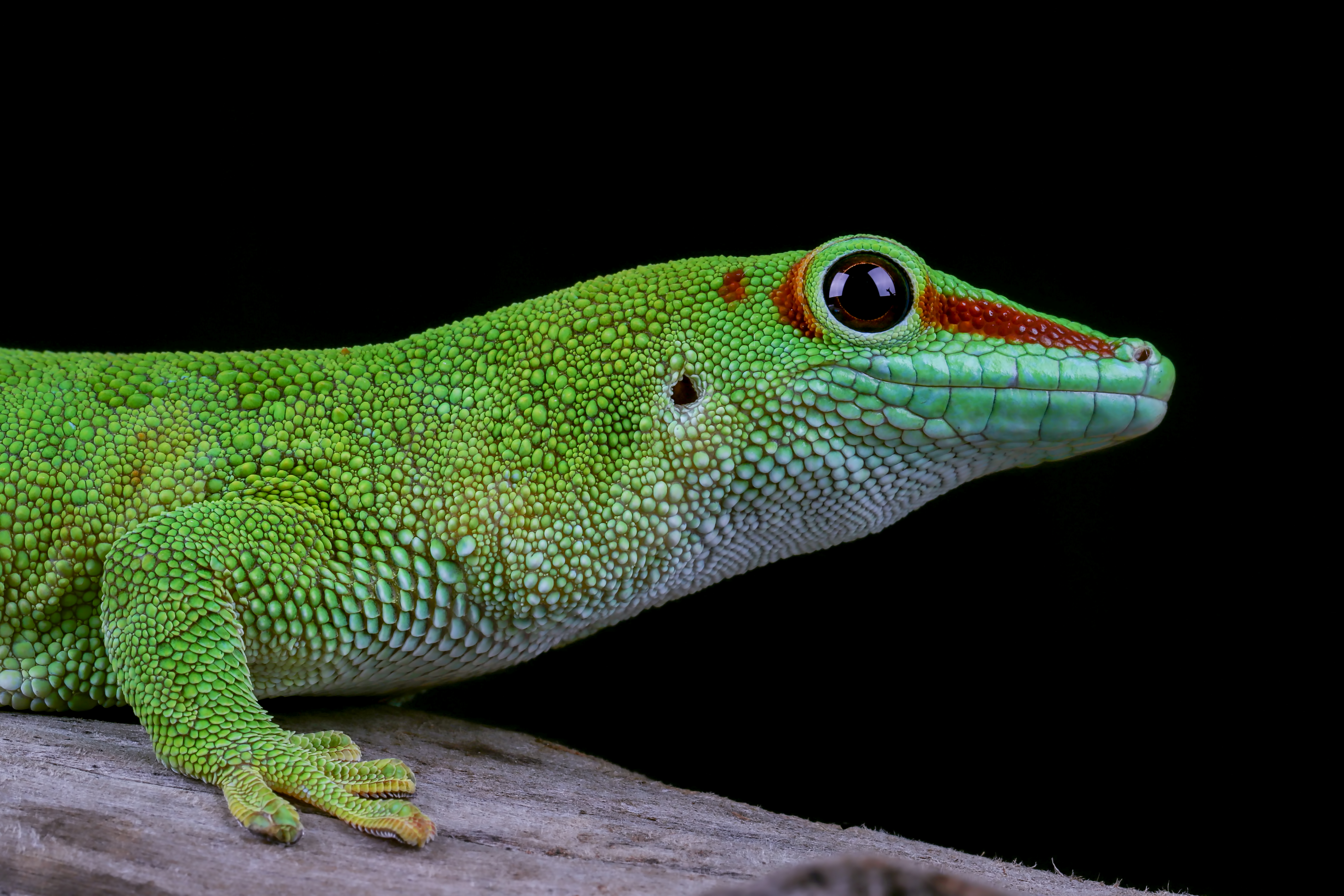 Andaman Day Gecko