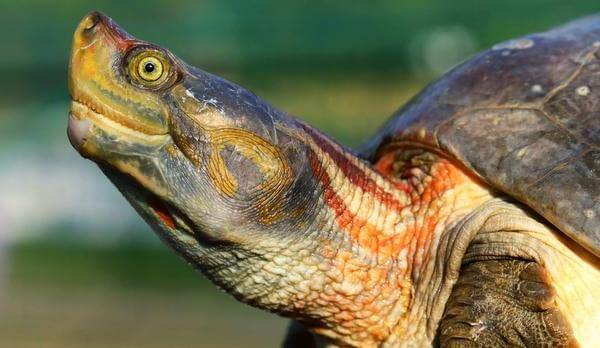 Red-crowned Roofed Turtle