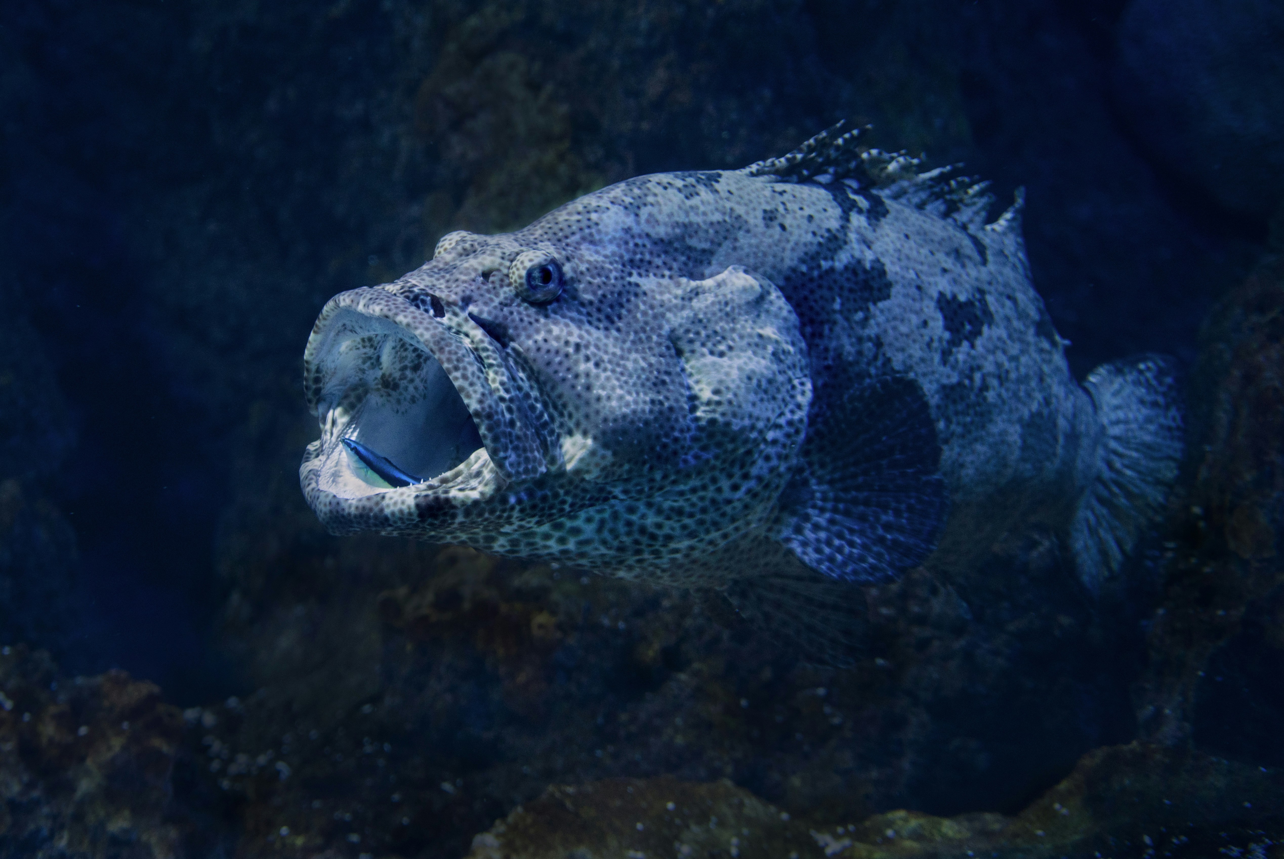 Humphead Wrasse