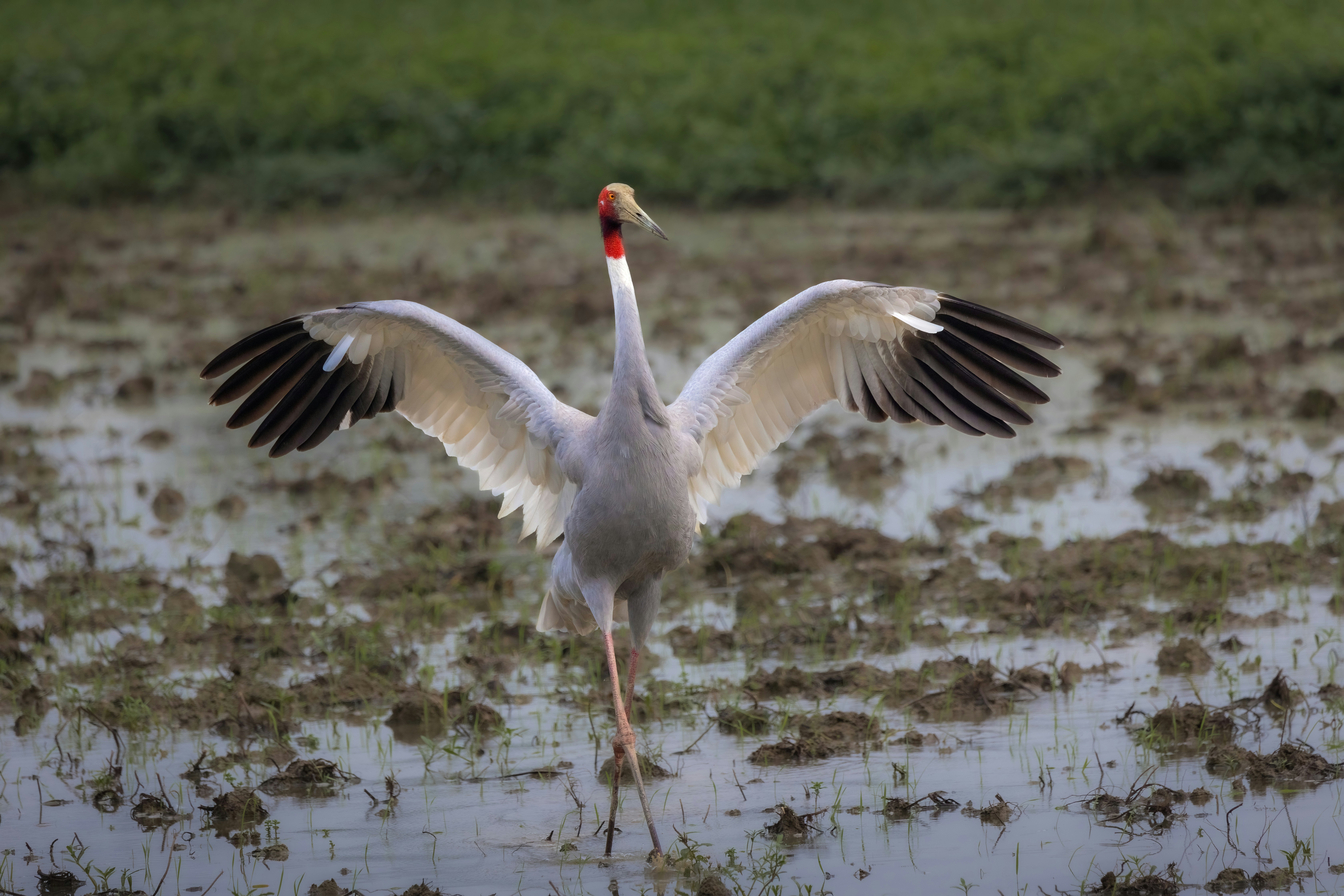 Sarus crane
